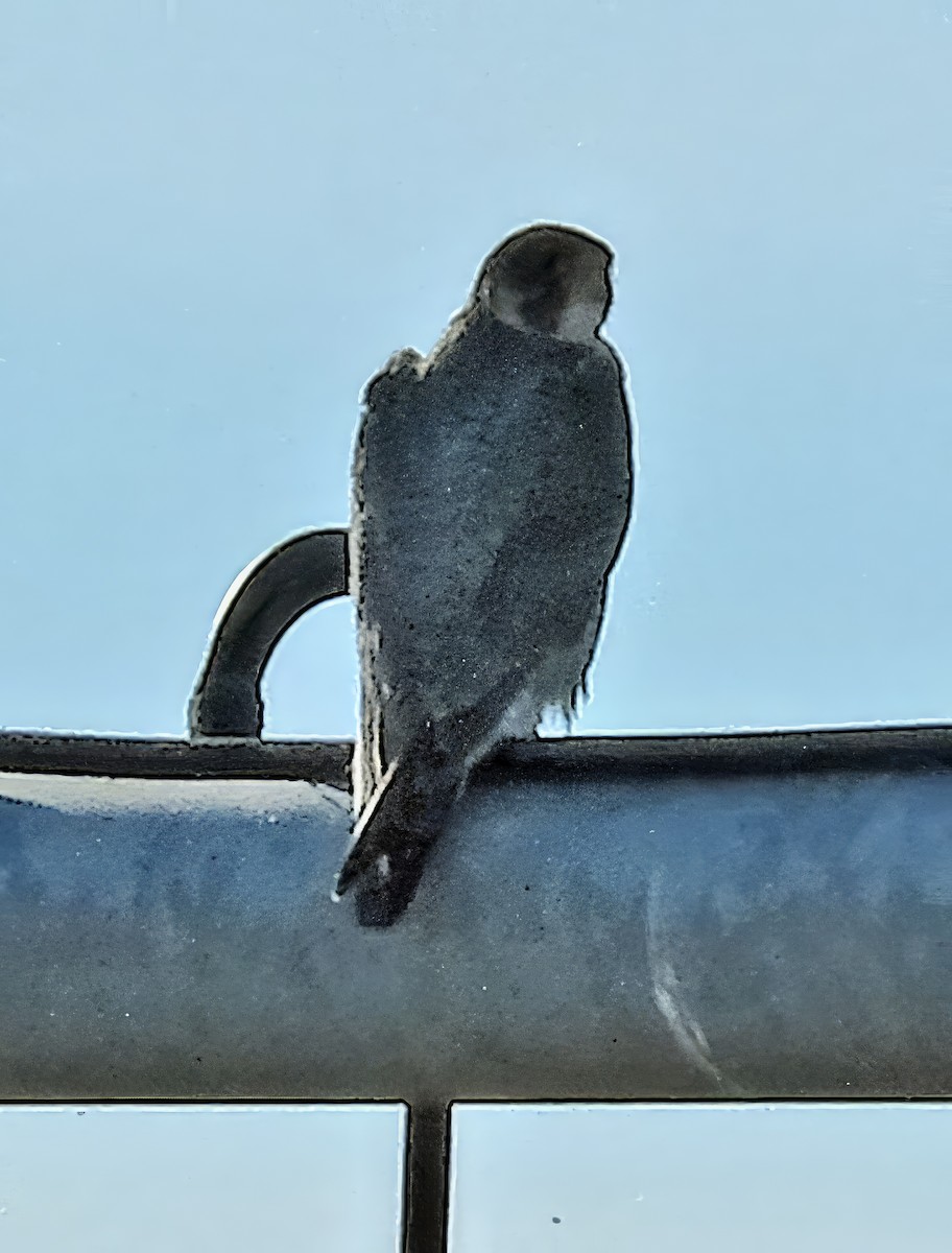 Peregrine Falcon - ML644820668