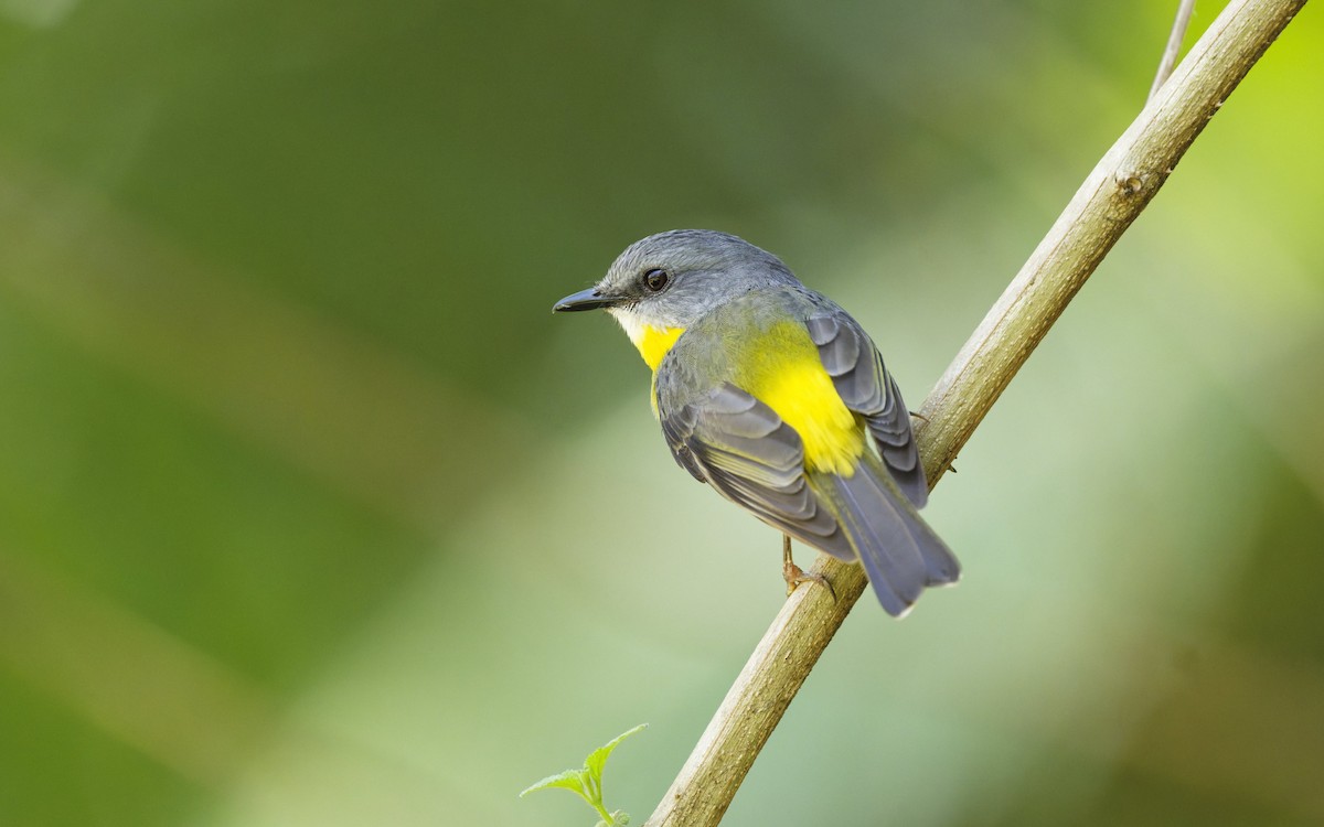 Doğulu Sarı Bülbül - ML644820673