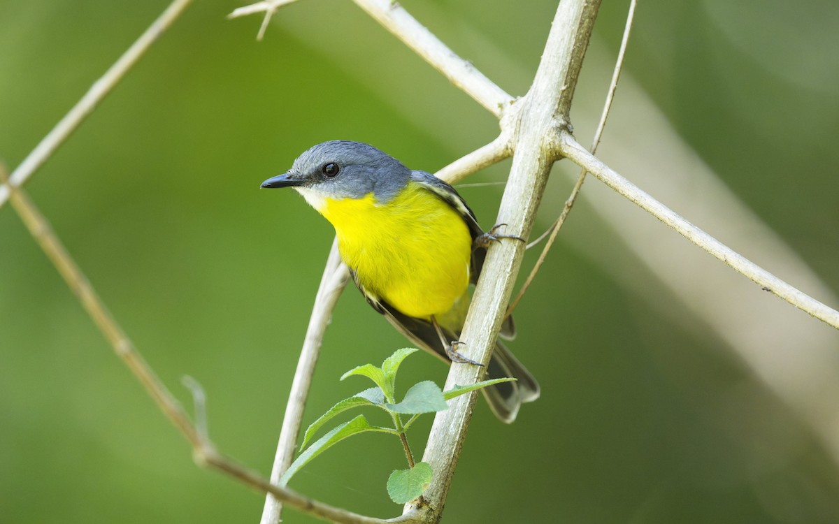 Doğulu Sarı Bülbül - ML644820674