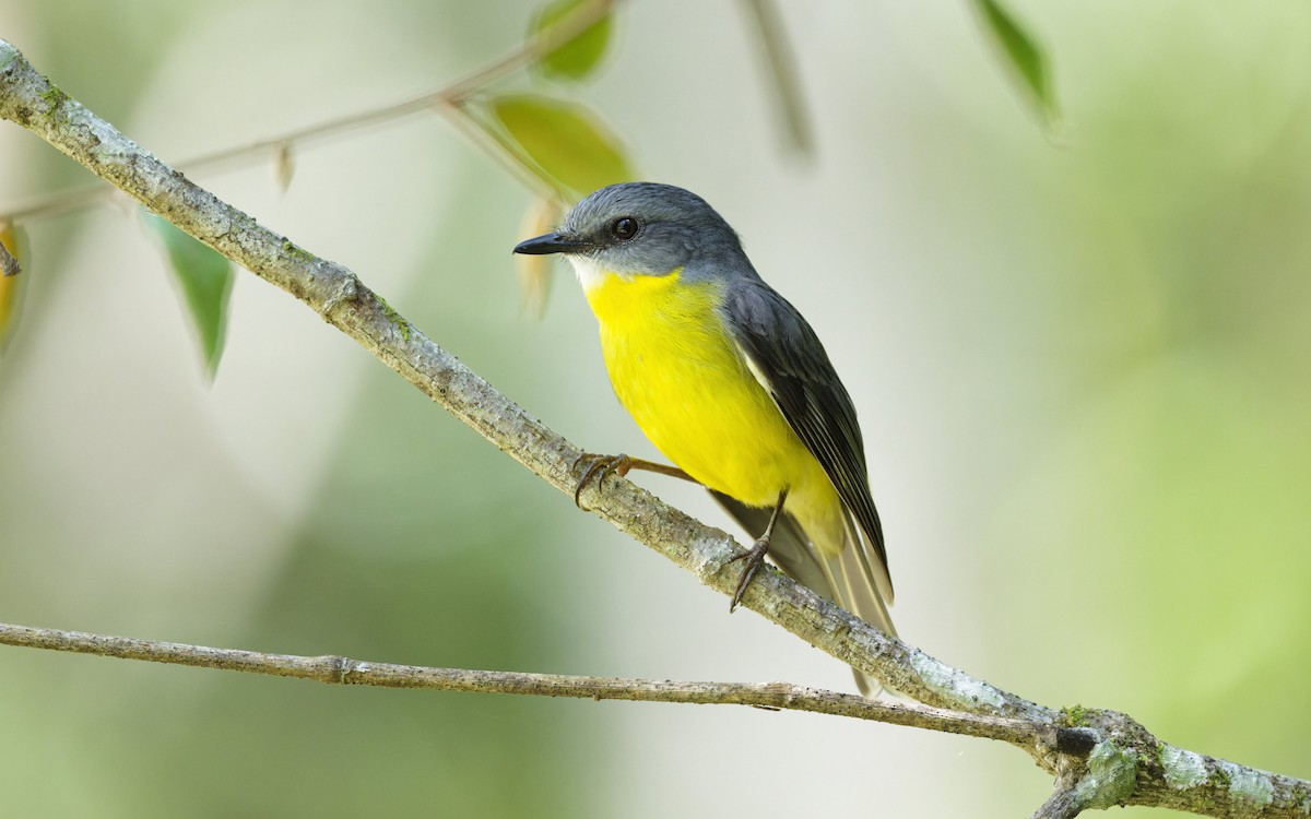 Doğulu Sarı Bülbül - ML644820675