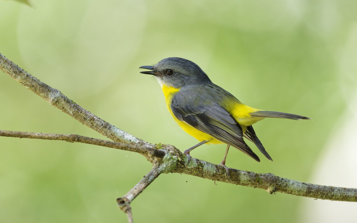 Doğulu Sarı Bülbül - ML644820676