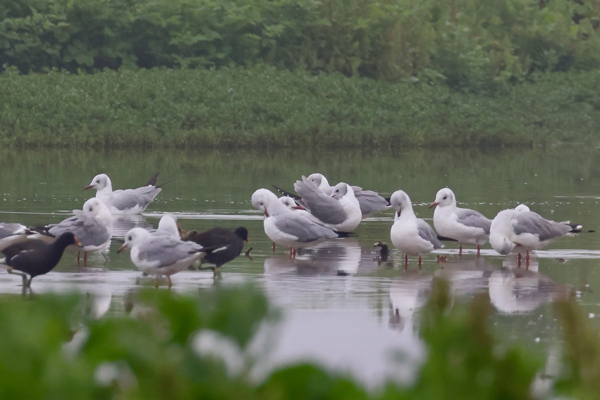 Gray-hooded Gull - ML644820678