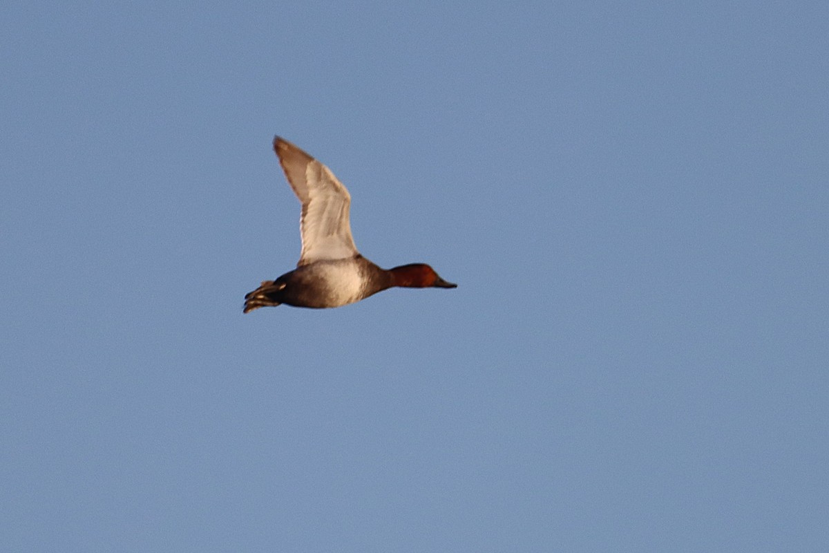 Common Pochard - ML644820696