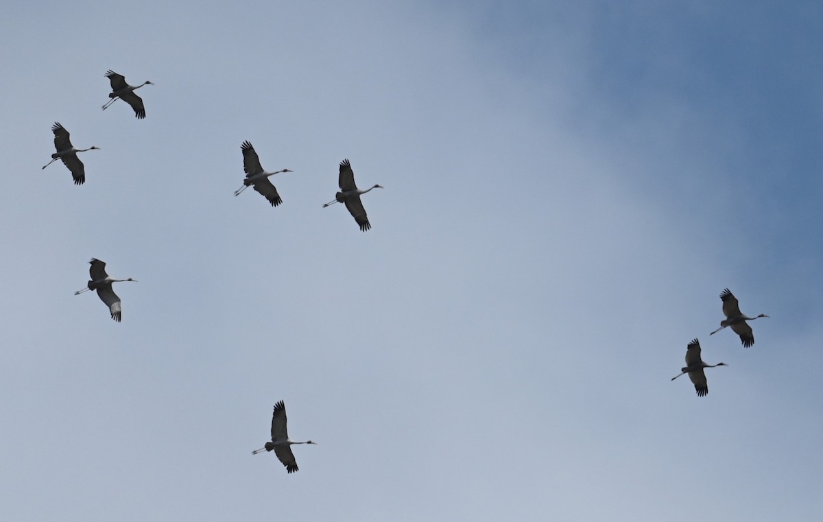 Brolga - ML644820701