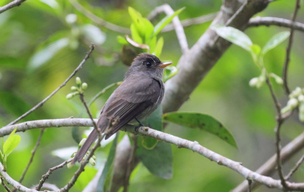 Southern Tropical Pewee - ML644820704