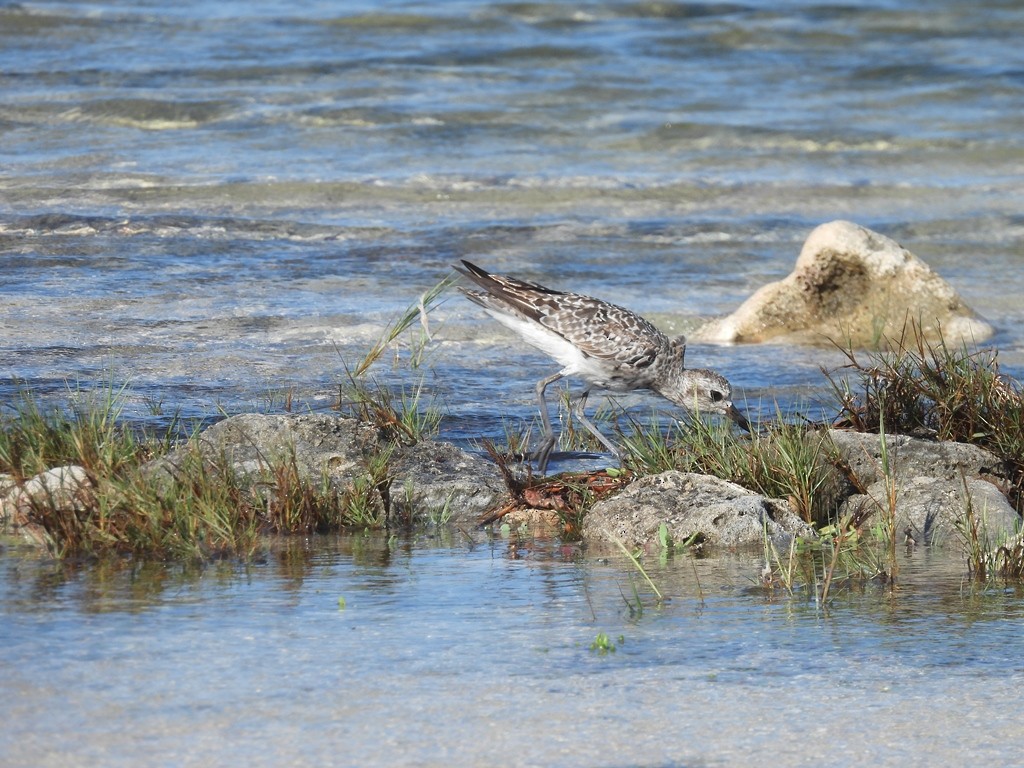 ダイゼン - ML644820706