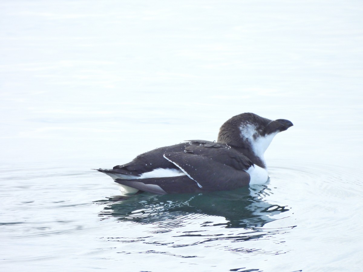 Razorbill - ML644820715