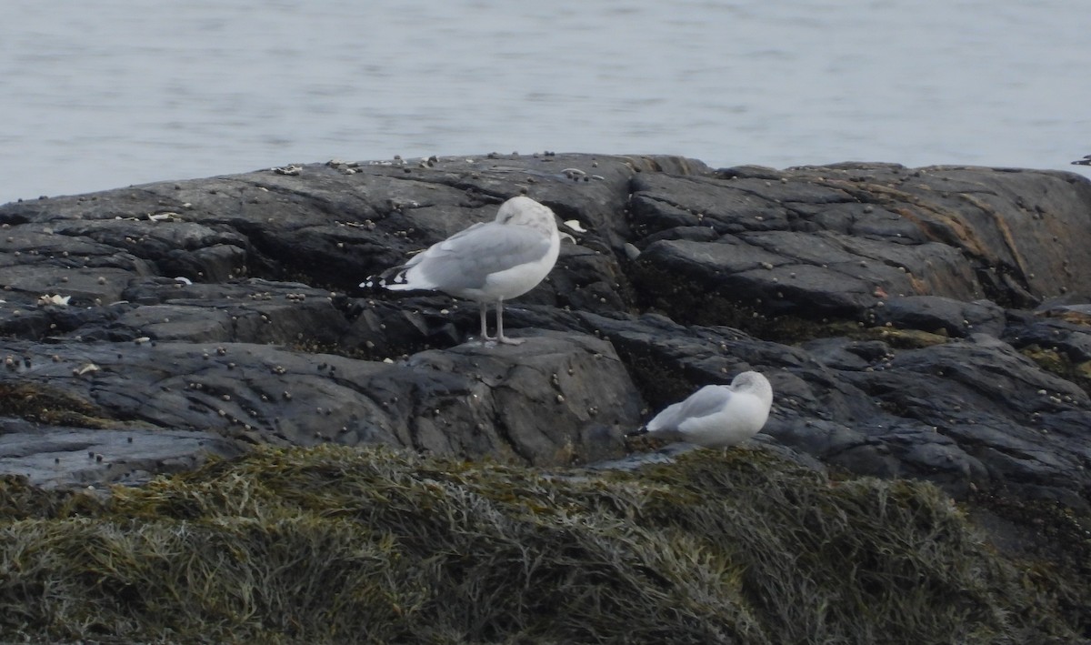tanımsız Larinae sp. - ML644820717