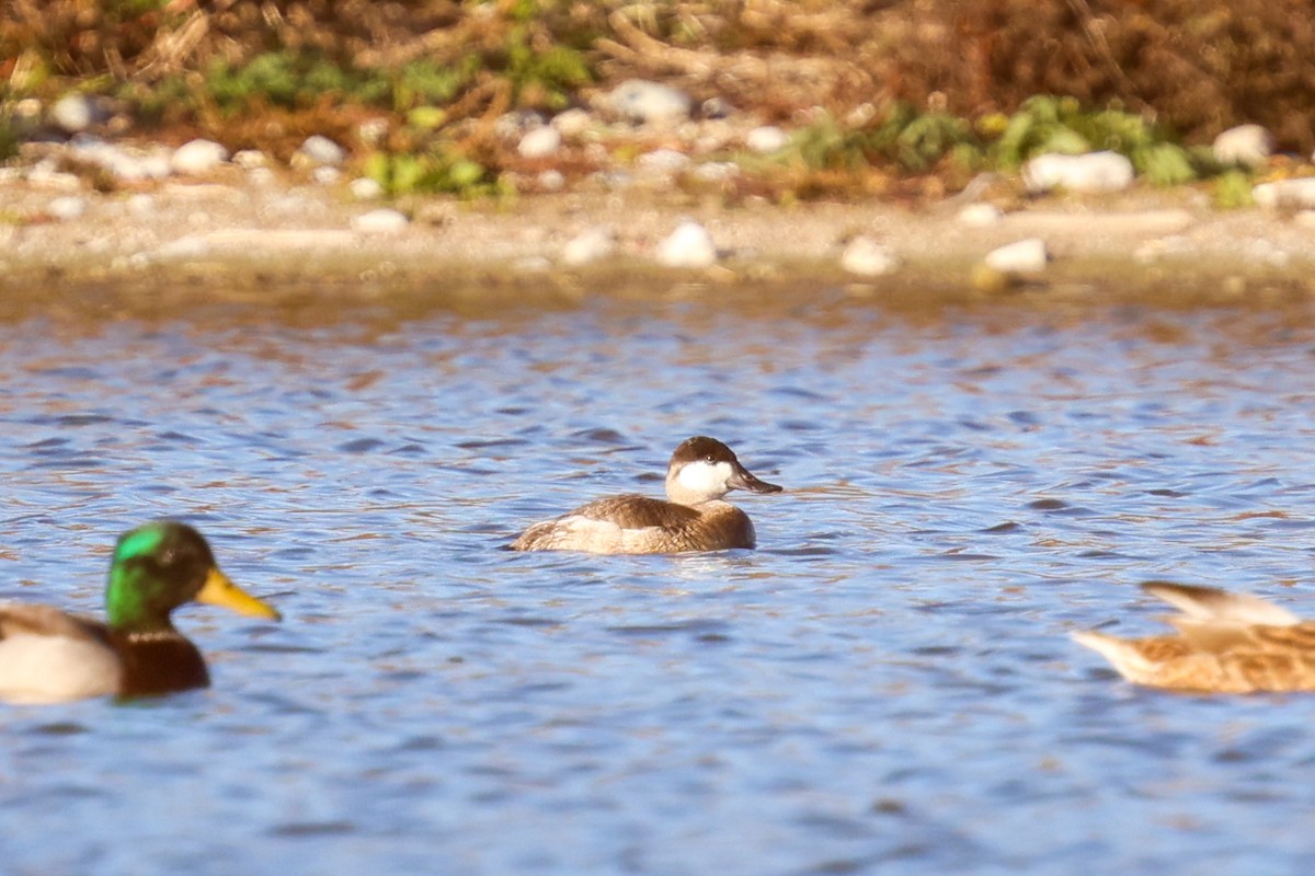 Ruddy Duck - ML644820720