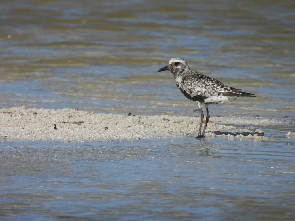 ダイゼン - ML644820721