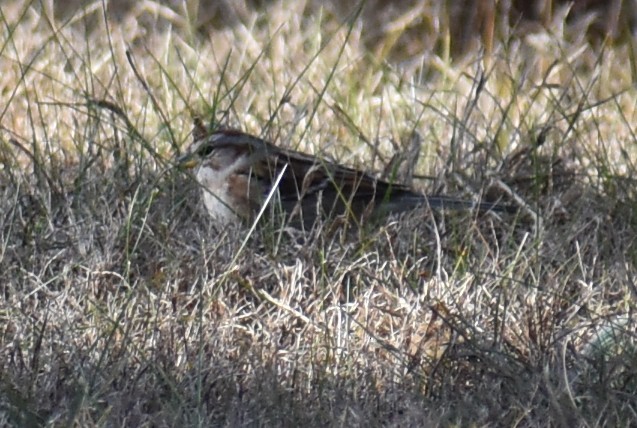 American Tree Sparrow - ML644820736