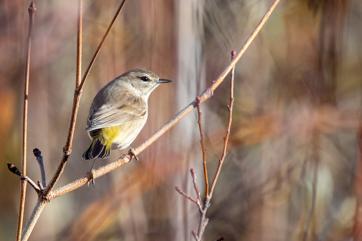 Palm Warbler - ML644820743