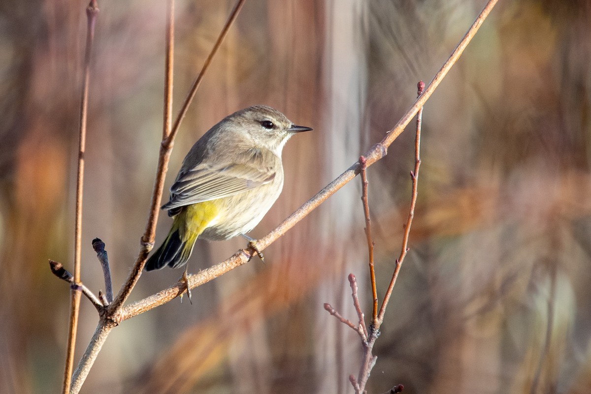Palm Warbler - ML644820744
