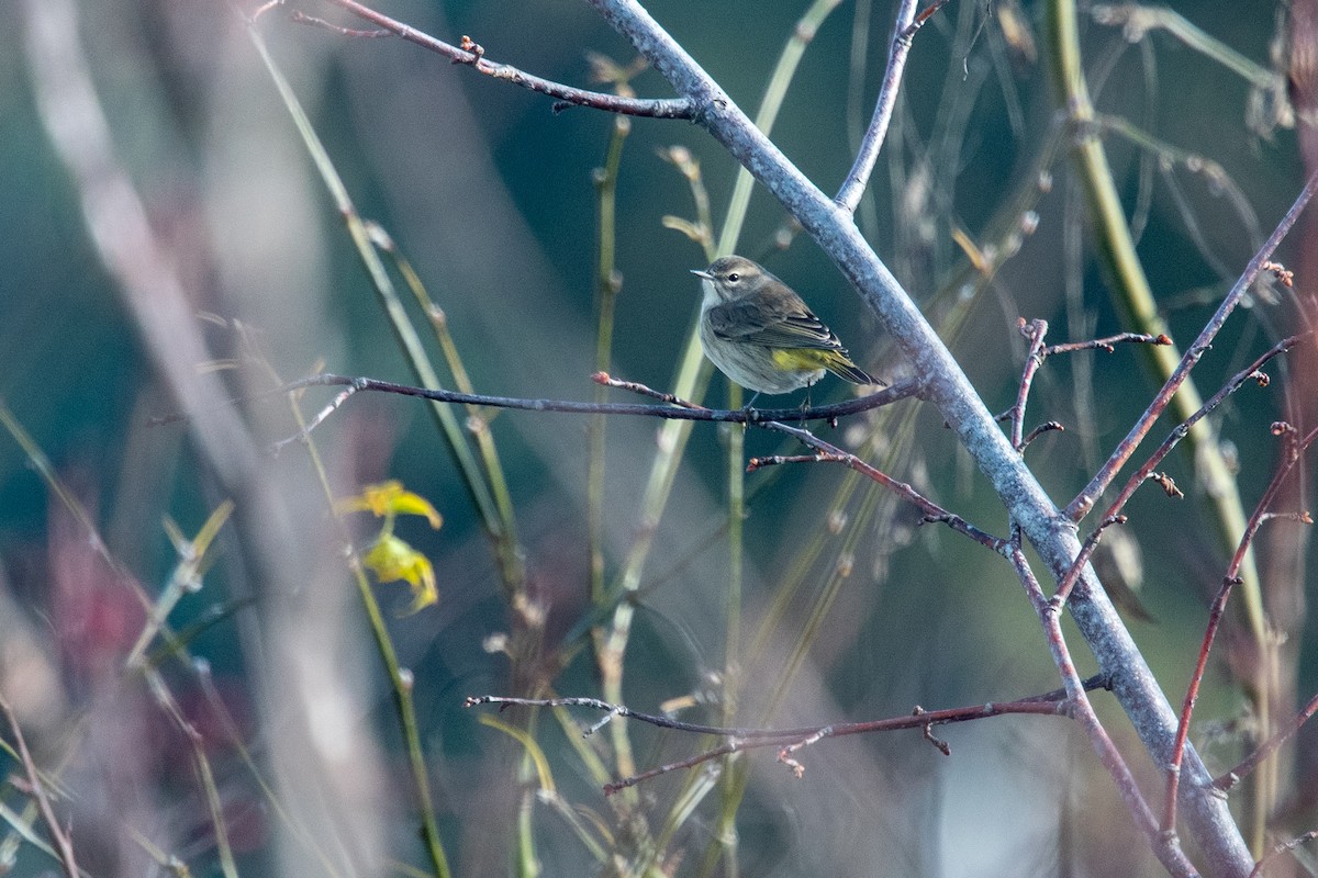 Palm Warbler - ML644820745