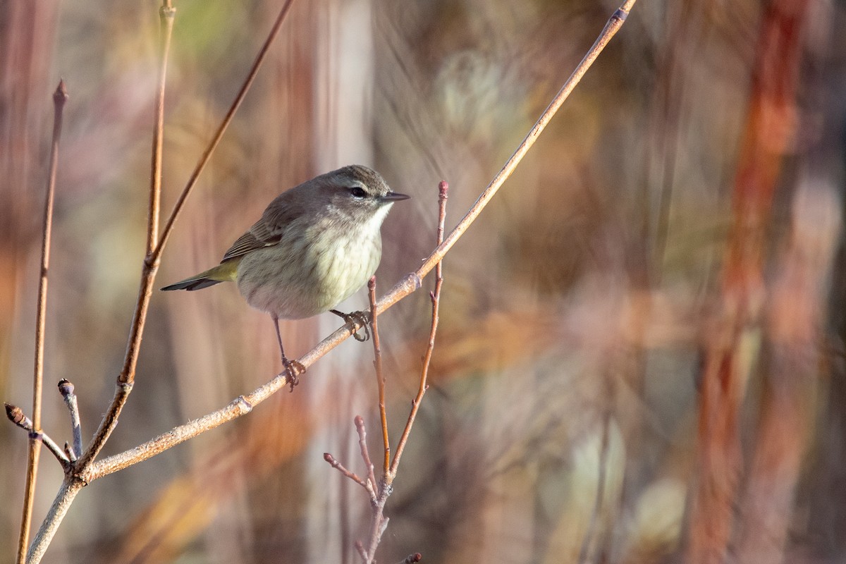 Palm Warbler - ML644820746