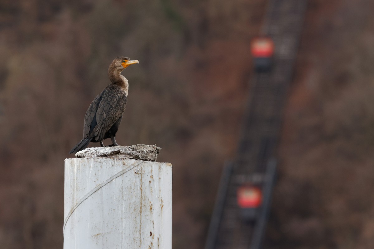 kormorán ušatý - ML644820747