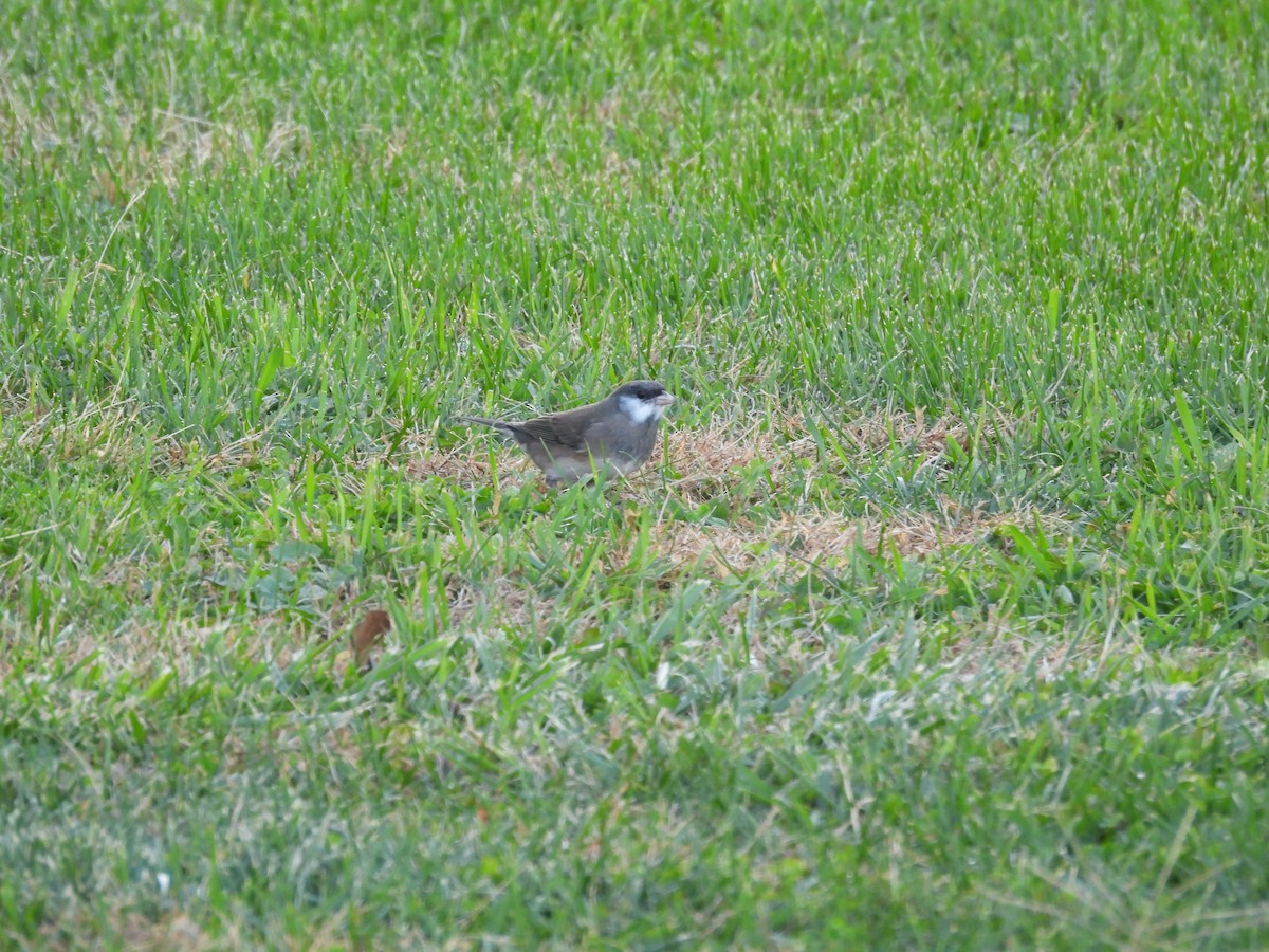 Dark-eyed Junco - ML644820753