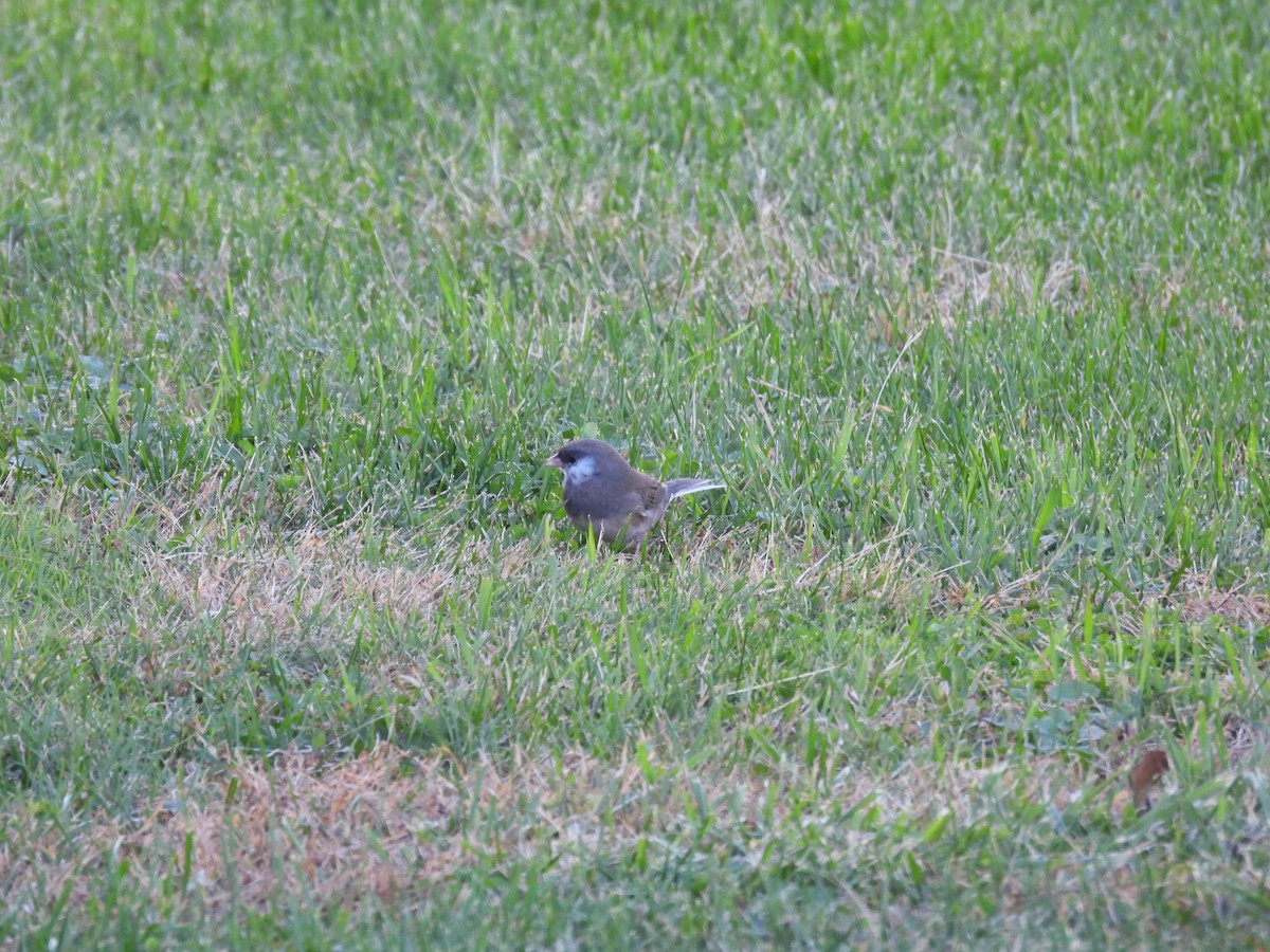 Dark-eyed Junco - ML644820755
