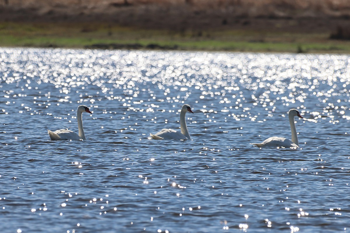 Mute Swan - ML644820758