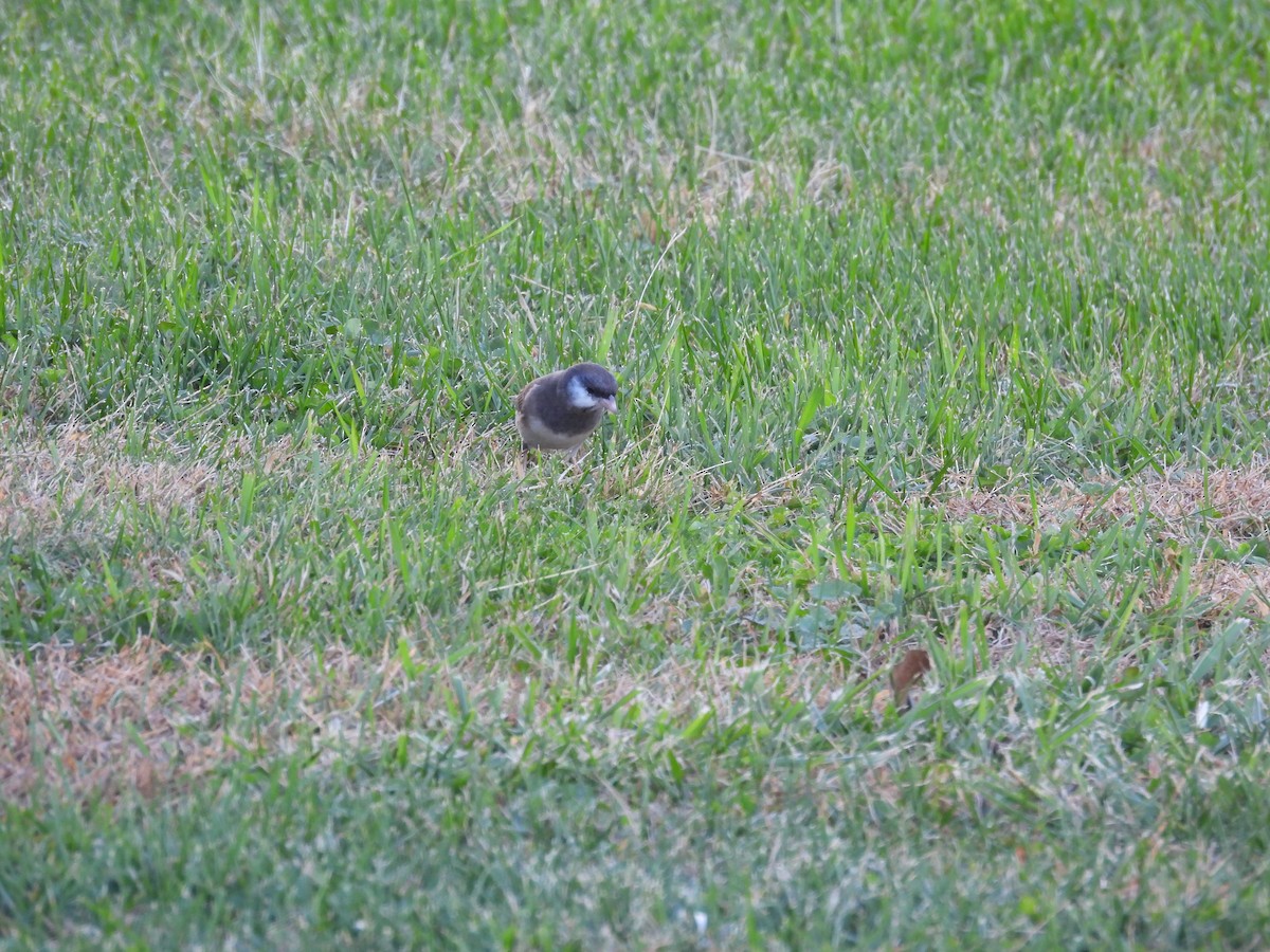 Dark-eyed Junco - ML644820759