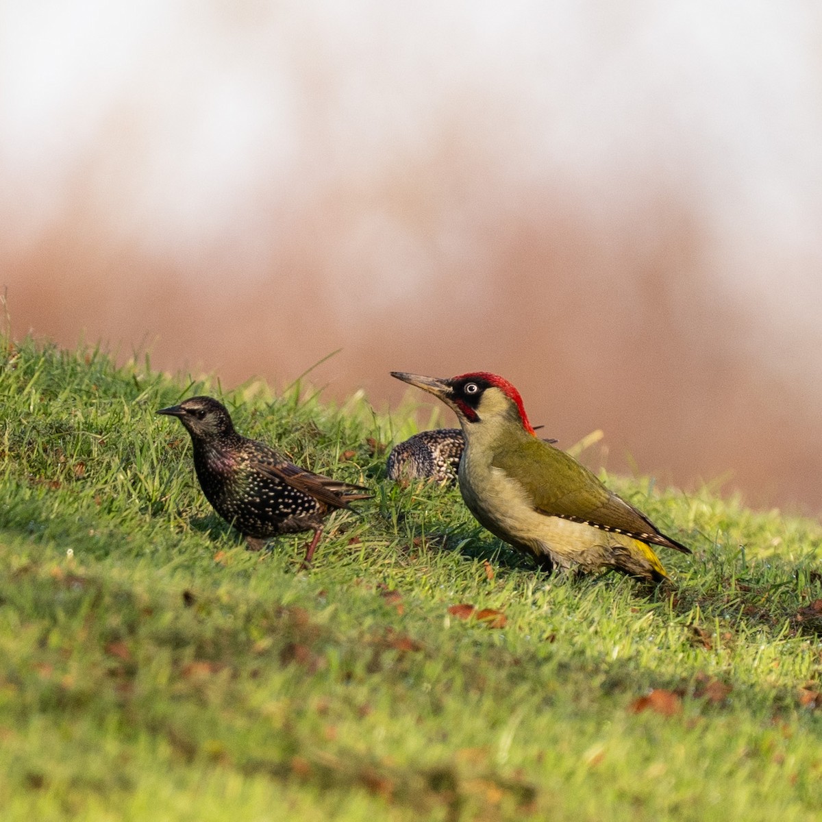 נקר ירוק - ML644820780