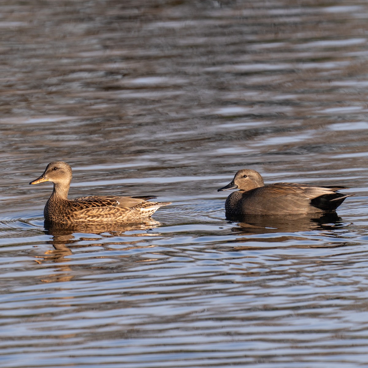 Серая утка - ML644820804