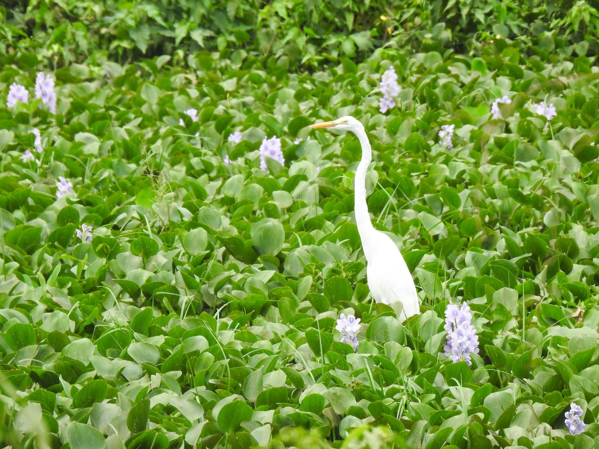 volavka bílá - ML644820810