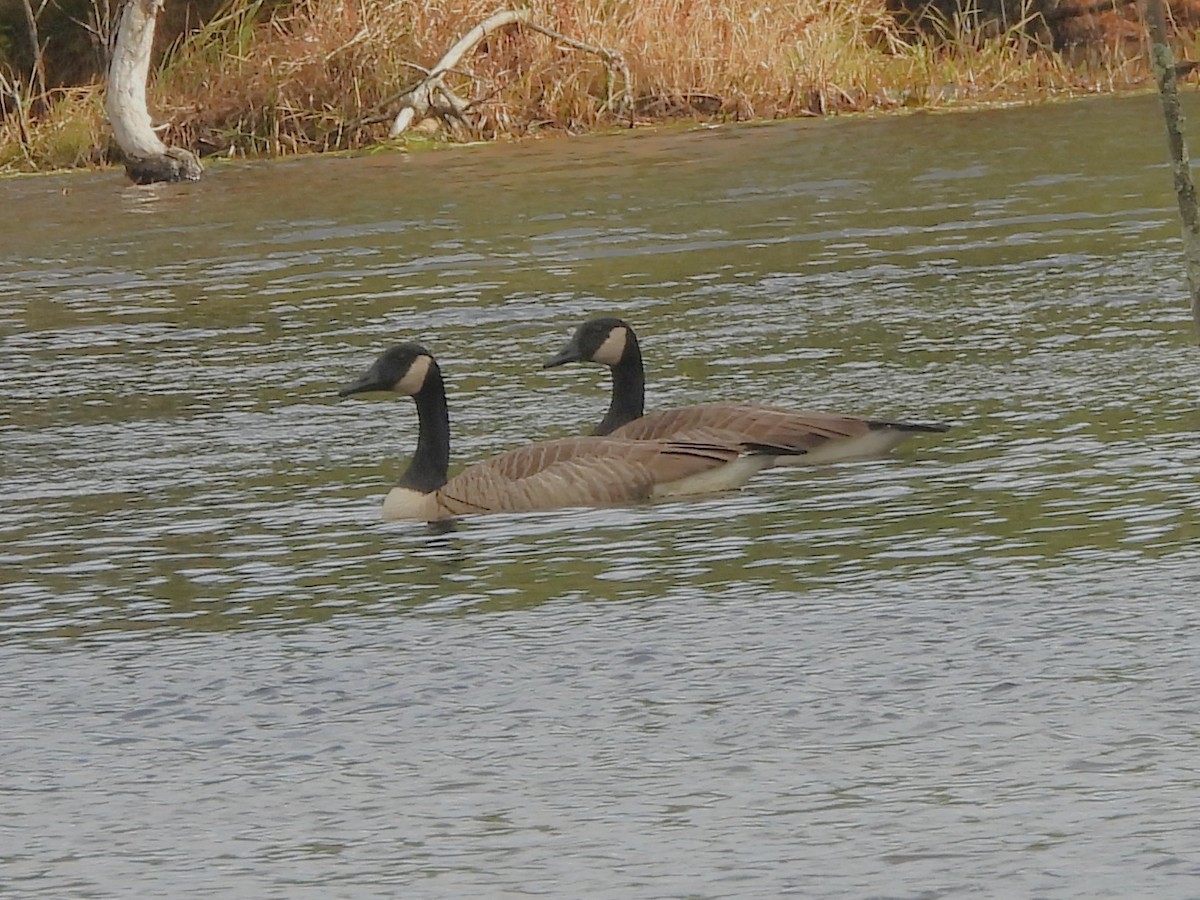 Oca canadese maggiore - ML644820834