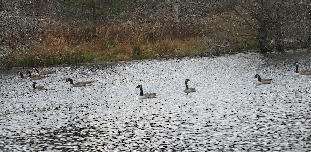 Oca canadese maggiore - ML644820835