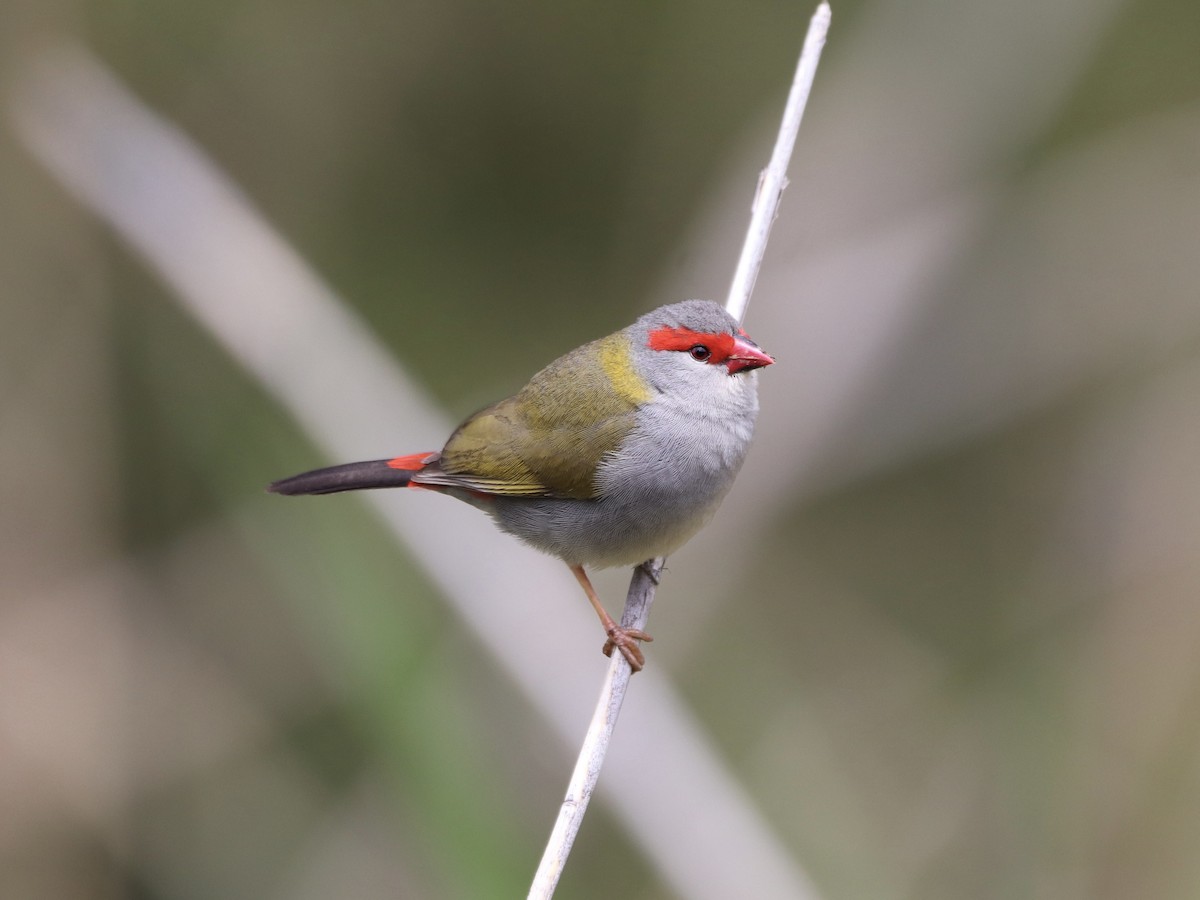 Diamante Cejirrojo - ML644820837