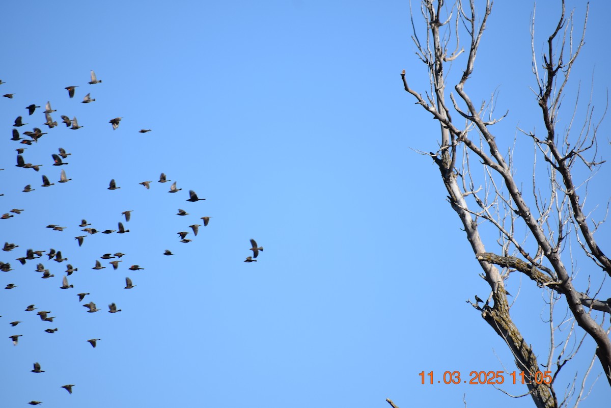 Red-winged Blackbird - ML644820843
