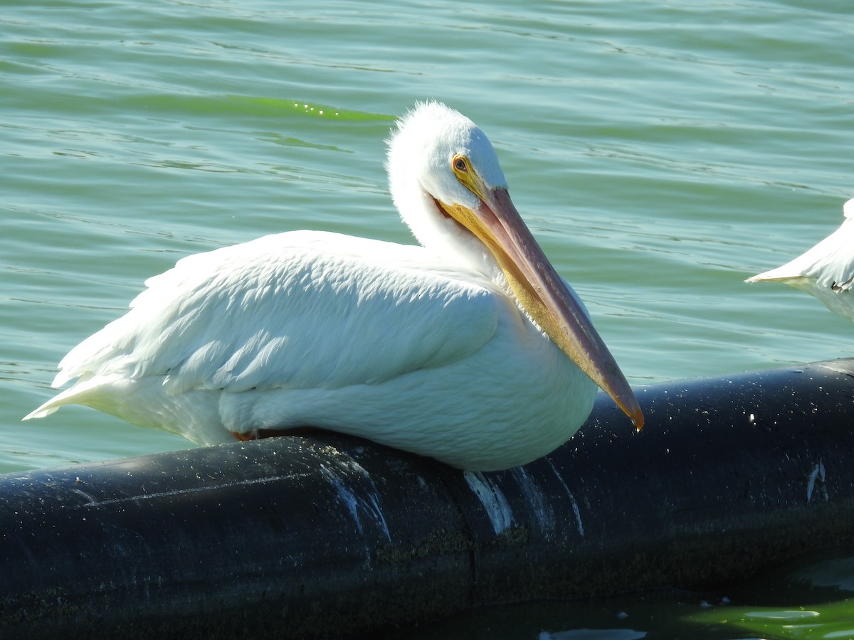 Amerika Pelikanı - ML644820850