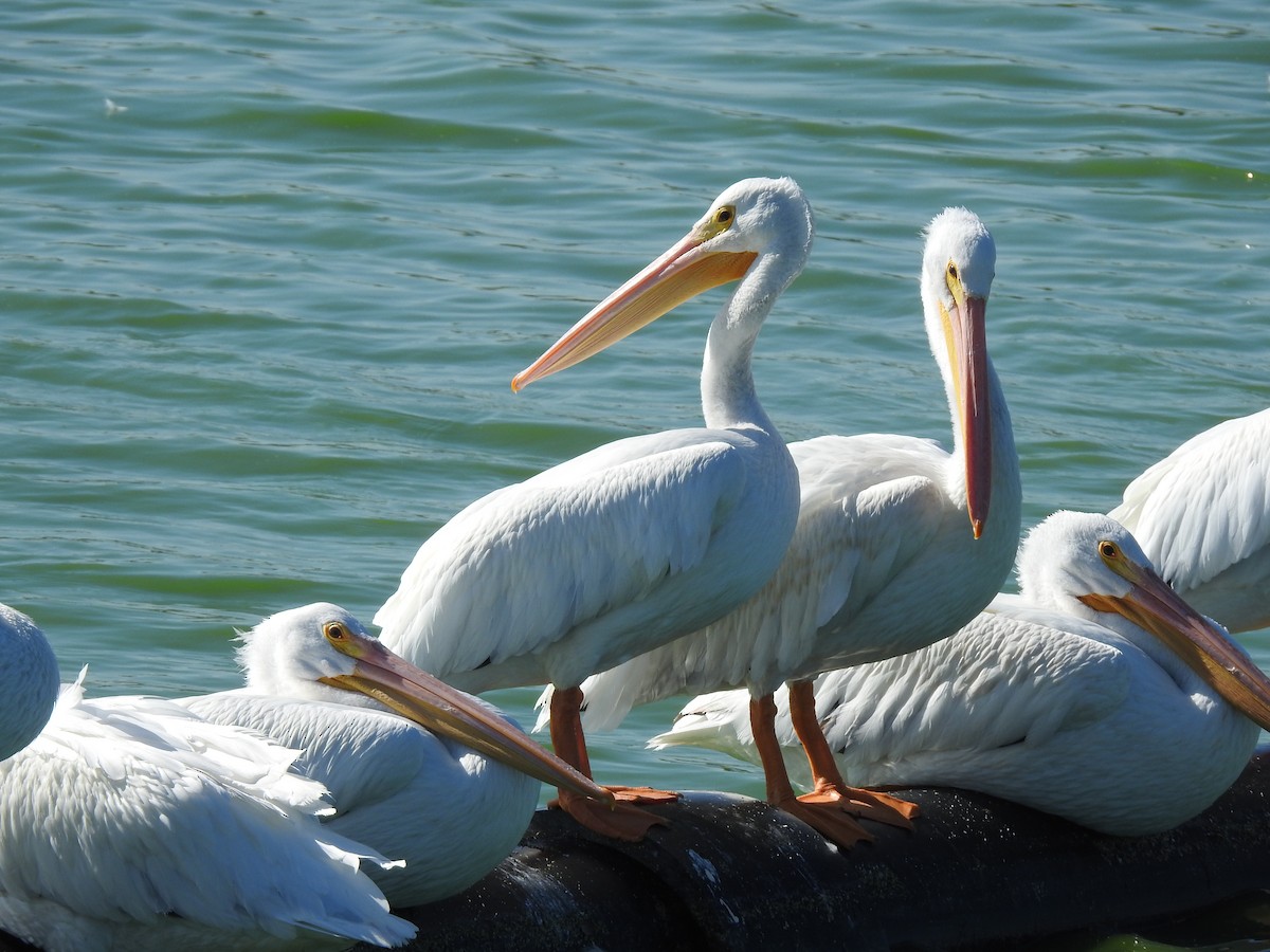 Amerika Pelikanı - ML644820852