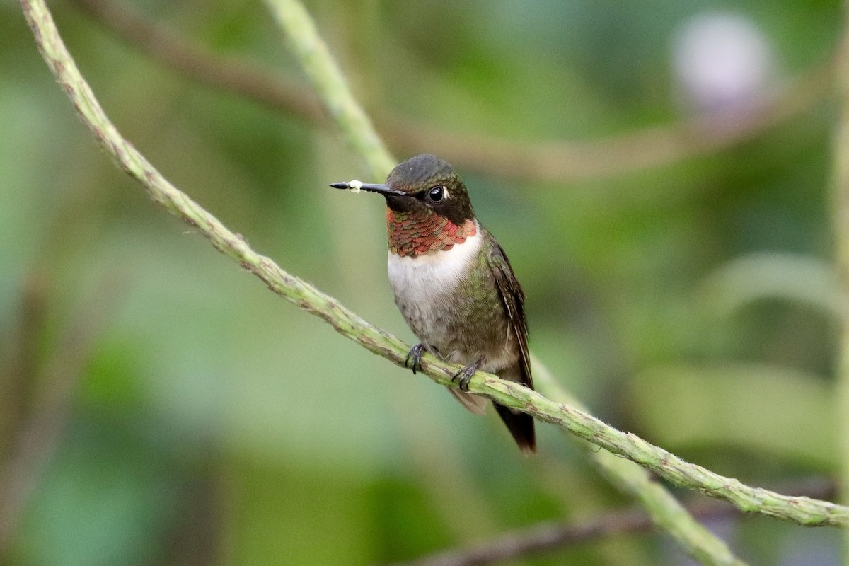 Рубиновогорлый колибри - ML644820872