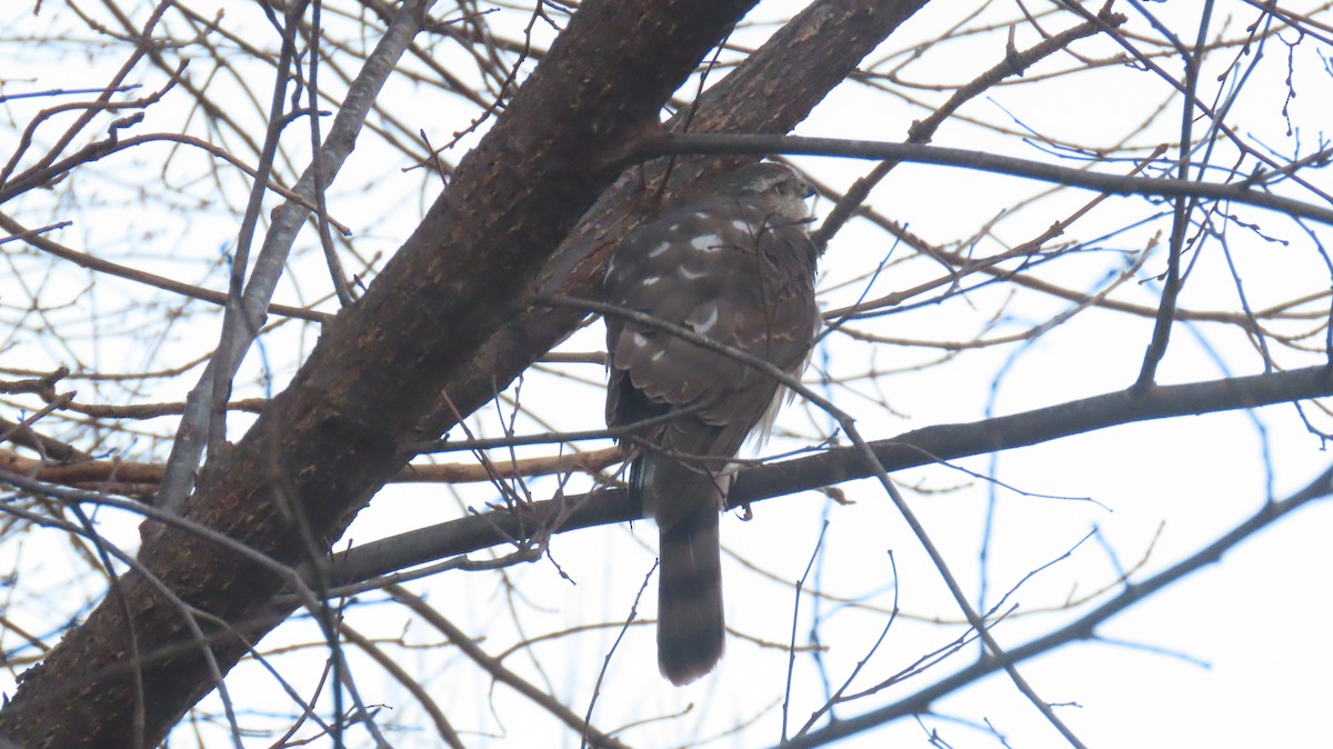 Sharp-shinned Hawk - ML644820877