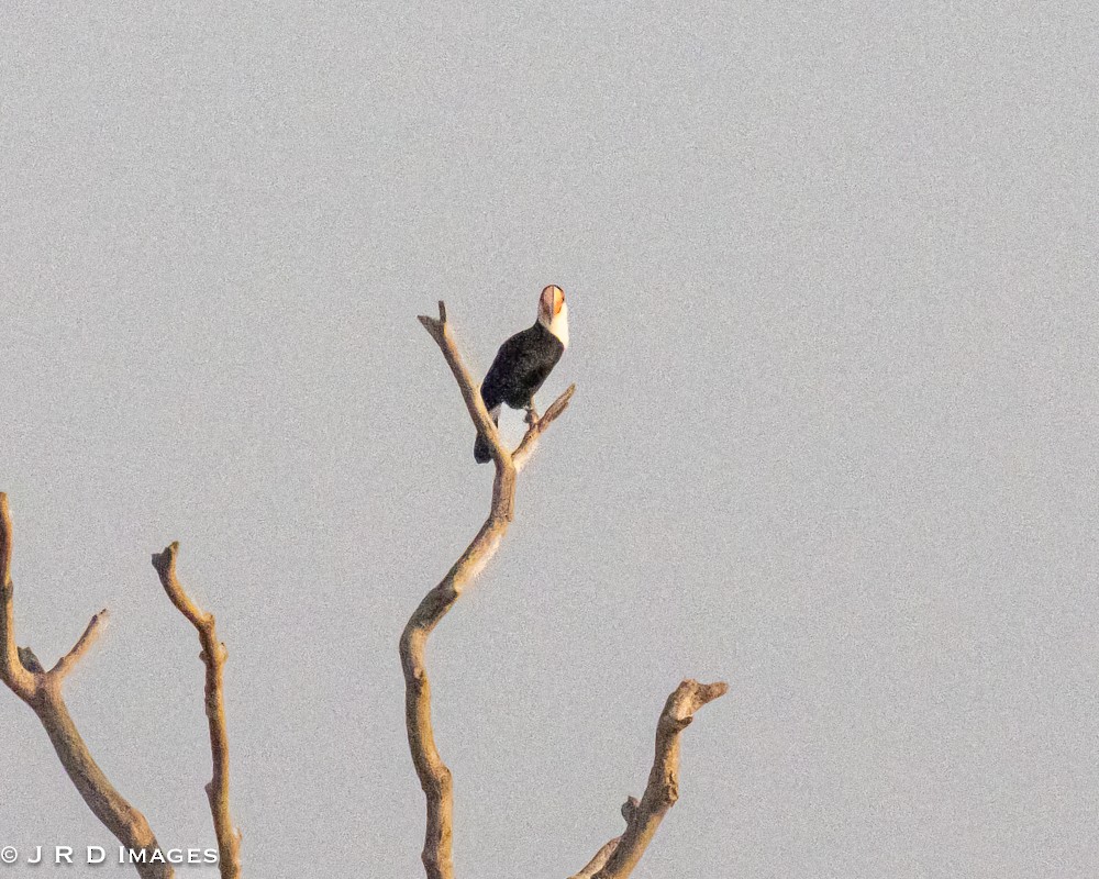 Toco Toucan - ML644820880