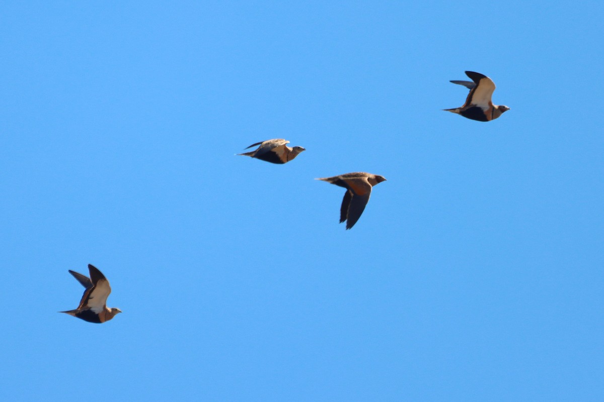 Black-bellied Sandgrouse - ML644820882