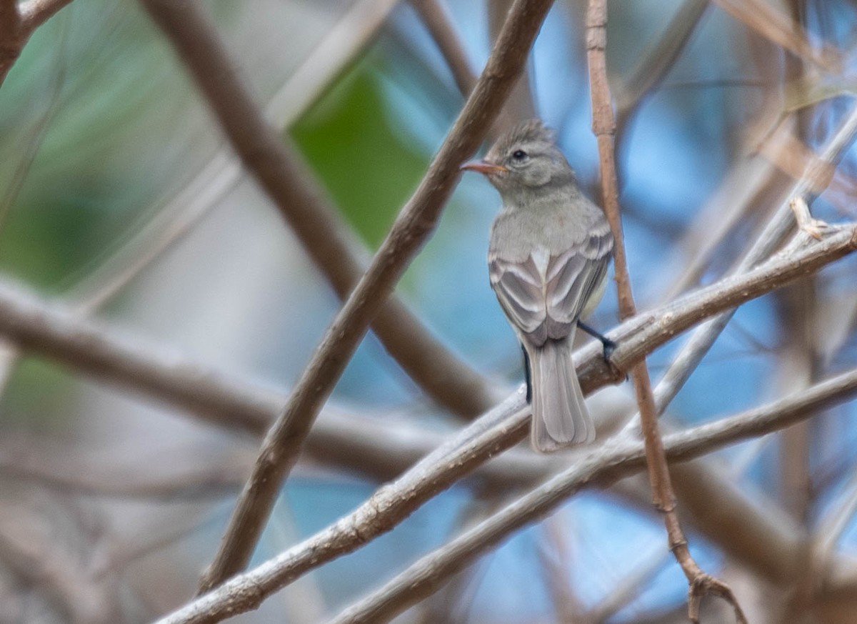 Northern Beardless-Tyrannulet - ML644820888
