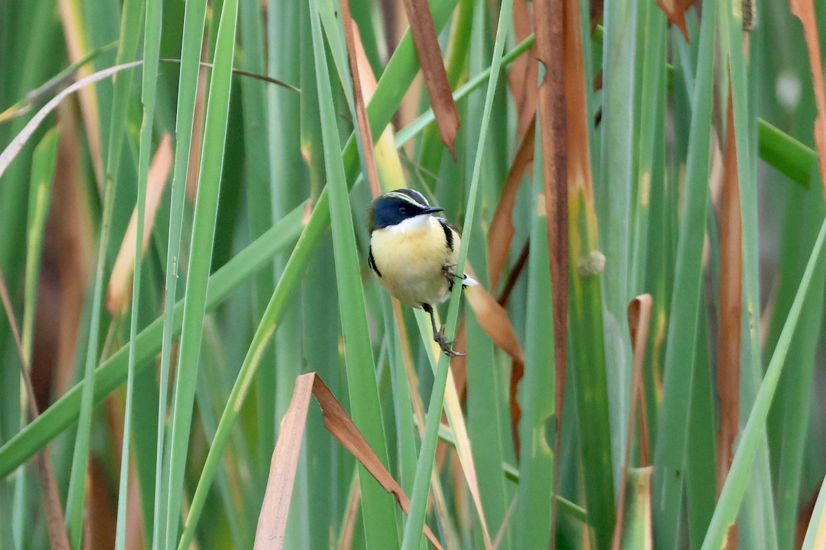 Many-colored Rush Tyrant - ML644820896