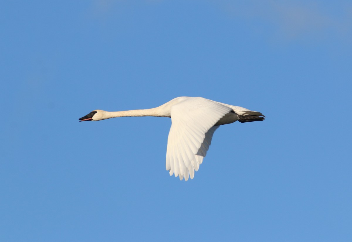 Trumpeter Swan - ML644820902
