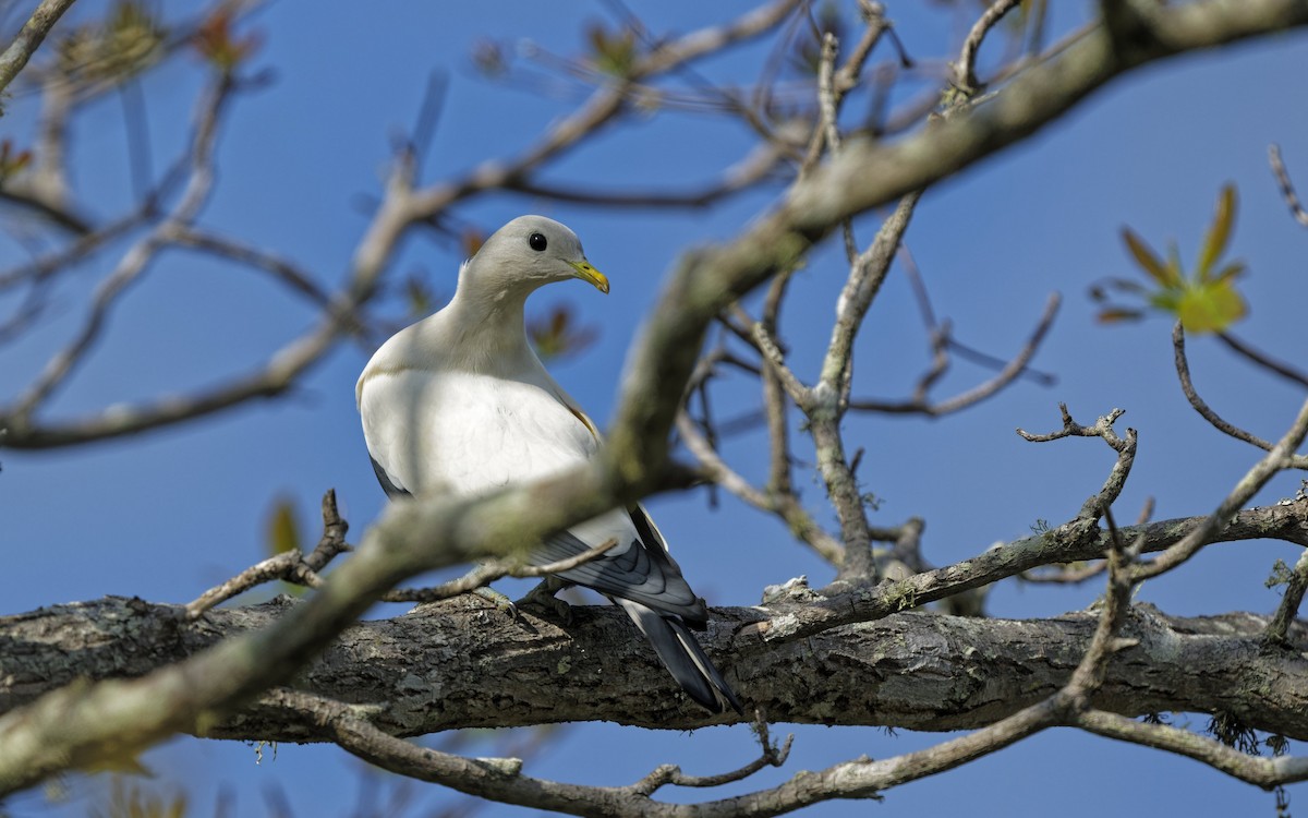 Torresian Imperial-Pigeon - ML644820910