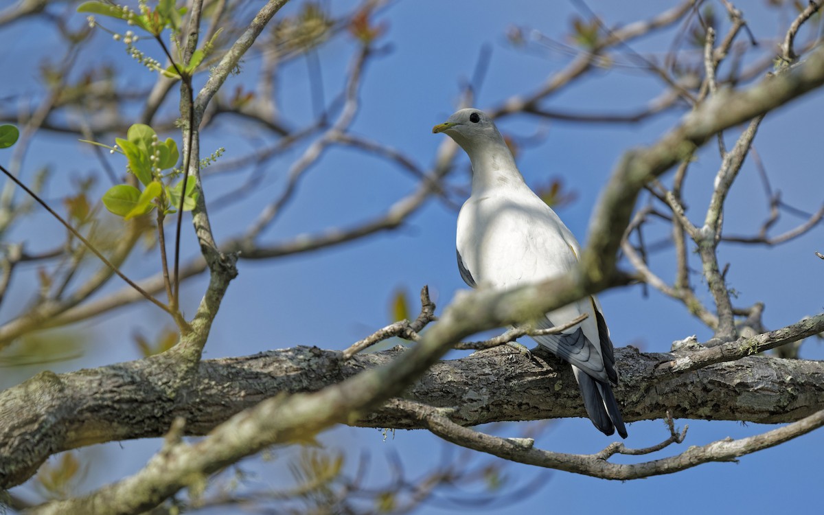Torresian Imperial-Pigeon - ML644820911