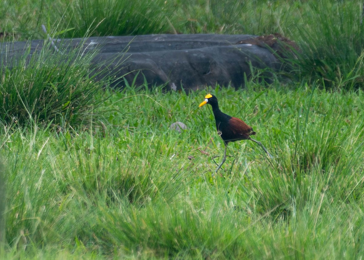 Northern Jacana - ML644820914