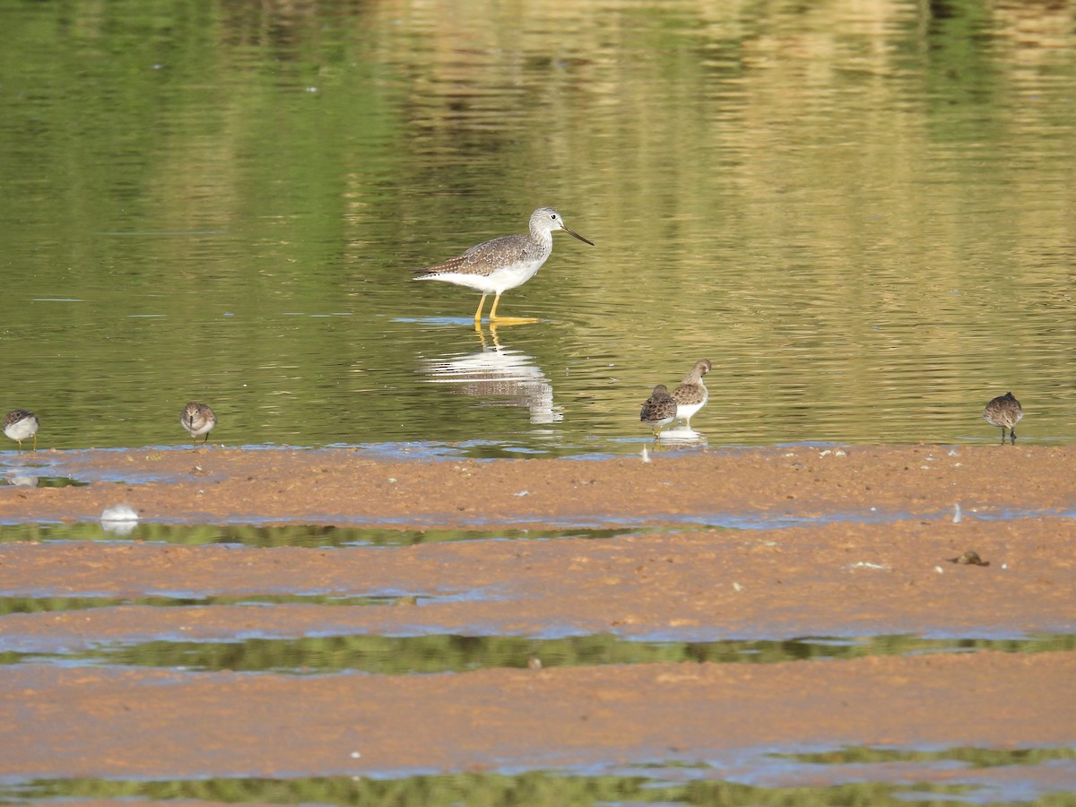 Greater Yellowlegs - ML644820916