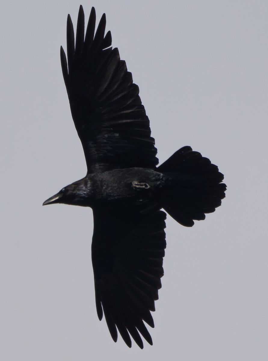 Grand Corbeau - ML644820920