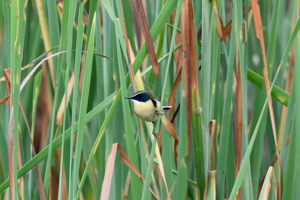 Many-colored Rush Tyrant - ML644820929