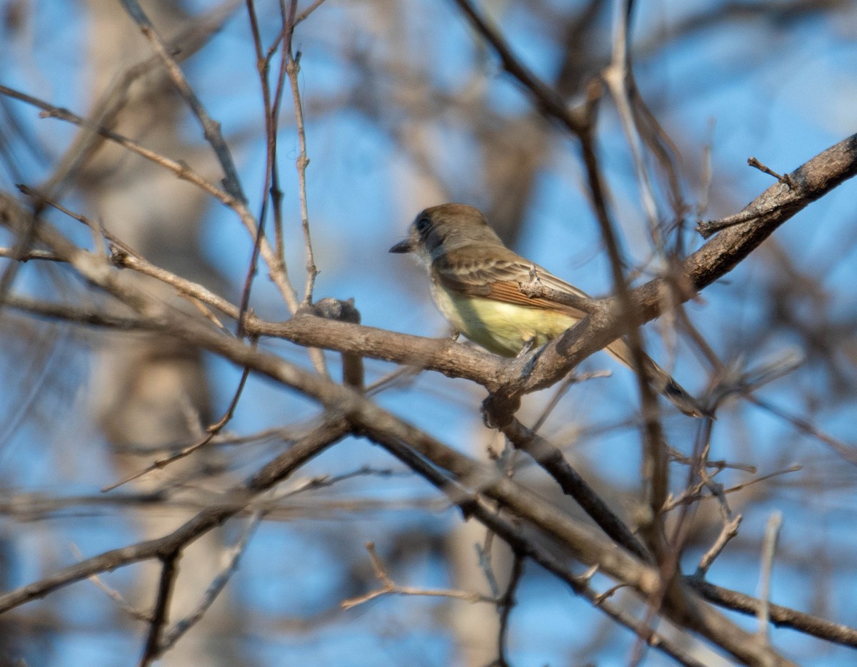 Nutting's Flycatcher - ML644820937