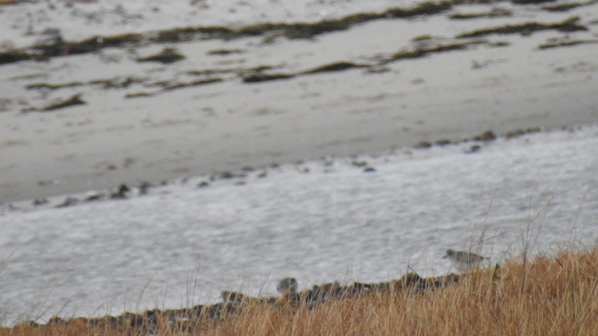 ダイゼン - ML644820941