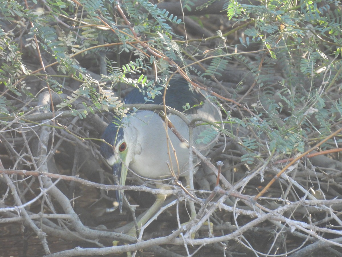 Black-crowned Night Heron - ML644820953