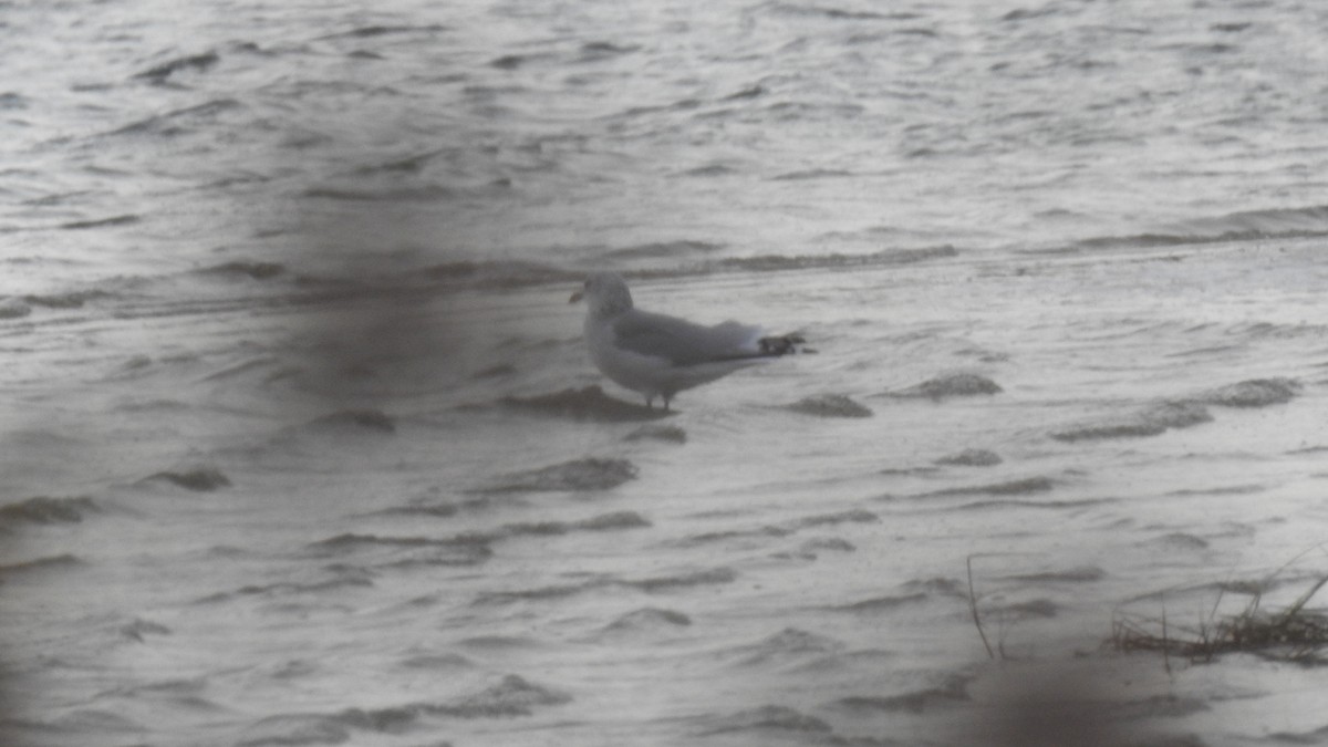 American Herring Gull - ML644820963